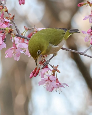 メジロ 京都植物園 2024年3月16日(土)