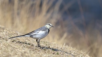 ハクセキレイ 賀茂川 2024年3月15日(金)