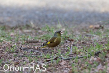 Grey-capped Greenfinch 東京都多摩地域 Sat, 3/16/2024