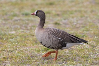 Lesser White-fronted Goose Unknown Spots Unknown Date