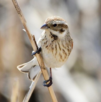 Common Reed Bunting 長良川河口堰 Unknown Date