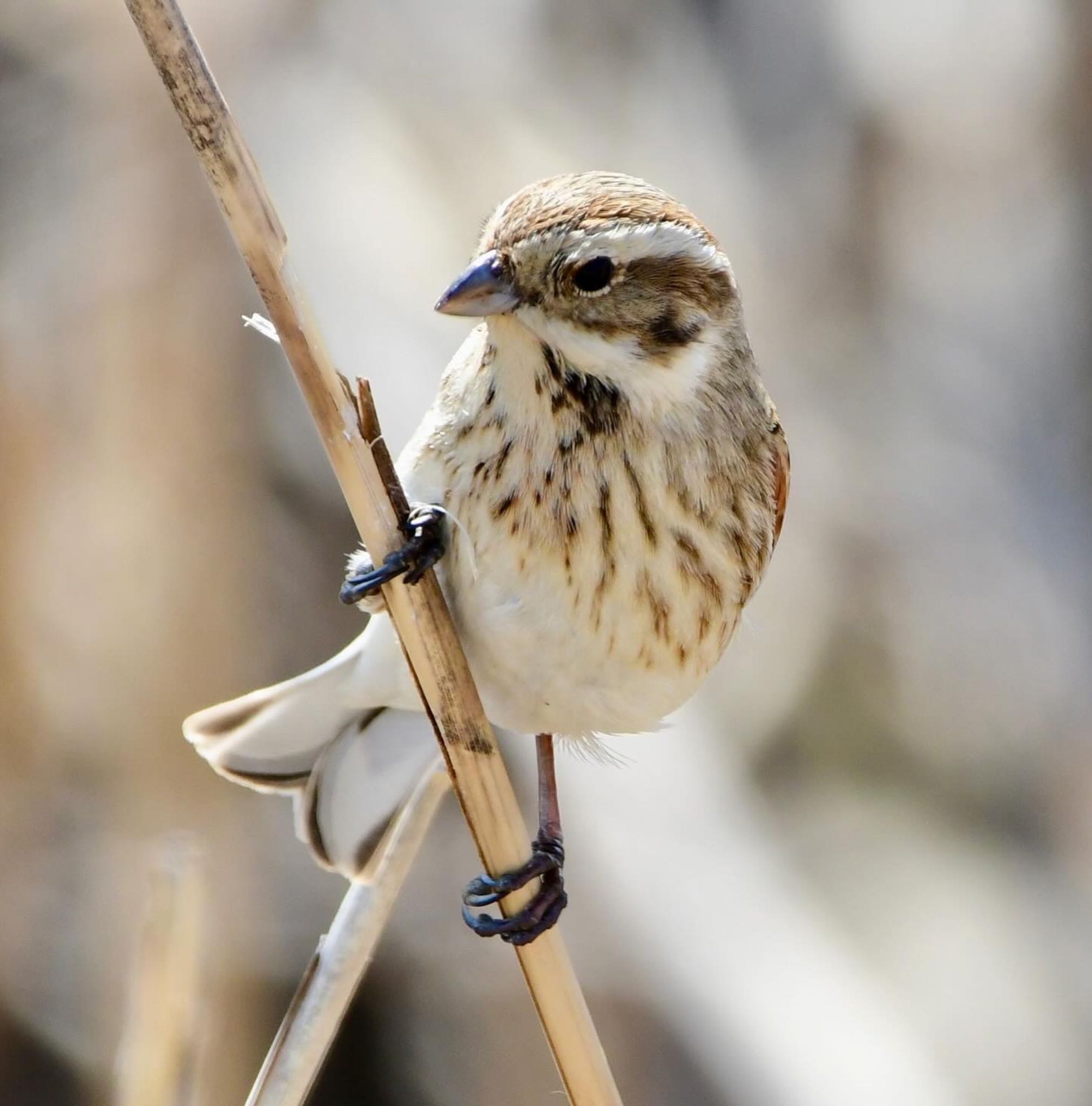 Photo of Common Reed Bunting at 長良川河口堰 by 1009Yuki