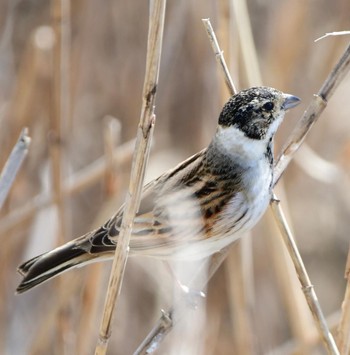 Common Reed Bunting 長良川河口堰 Unknown Date