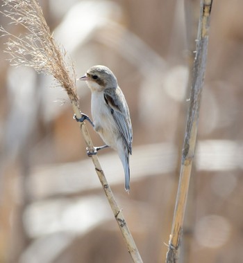 Chinese Penduline Tit 長良川河口堰 Sat, 3/16/2024