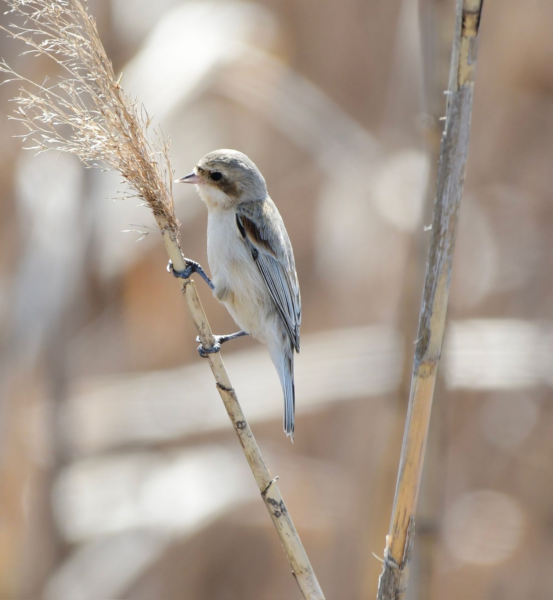 Photo of Chinese Penduline Tit at 長良川河口堰 by 1009Yuki