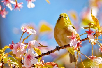 メジロ 善福寺公園 2024年3月10日(日)