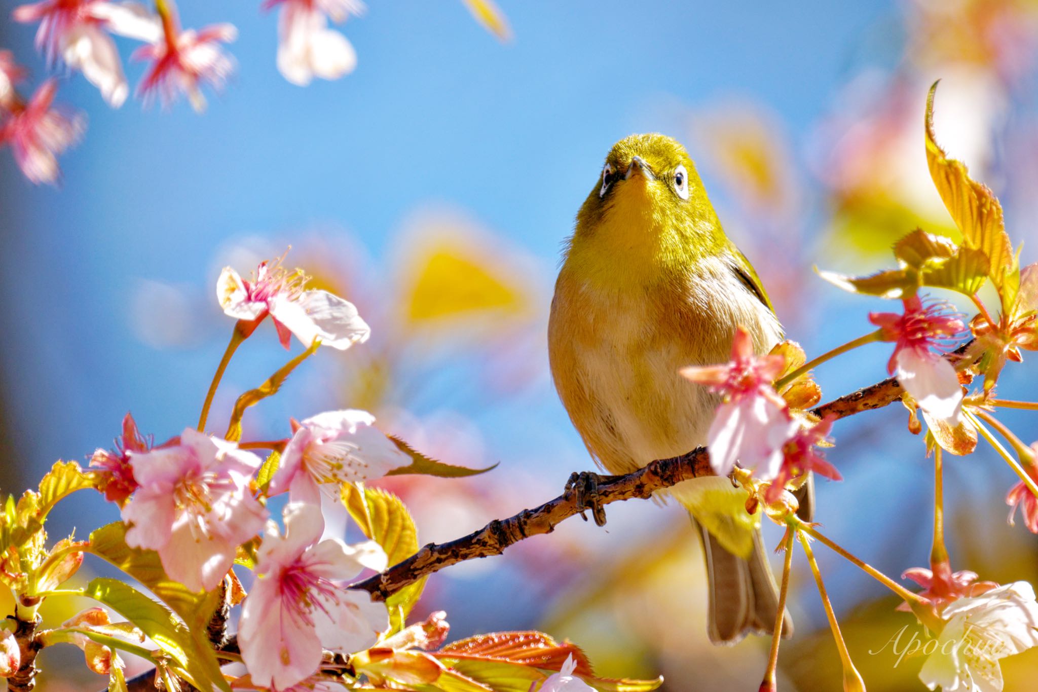 Warbling White-eye