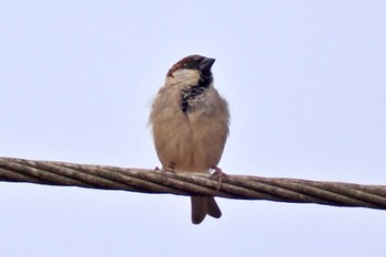 House Sparrow ウガンダ Tue, 3/12/2024