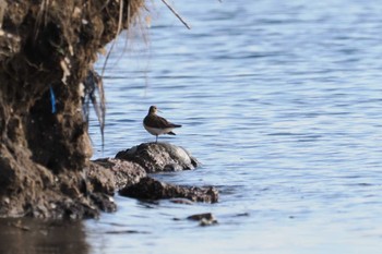 イソシギ 野島公園 2024年3月3日(日)