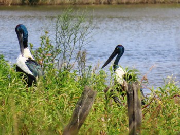 Black-necked Stork Tuggerah, NSW, Australia Wed, 3/13/2024