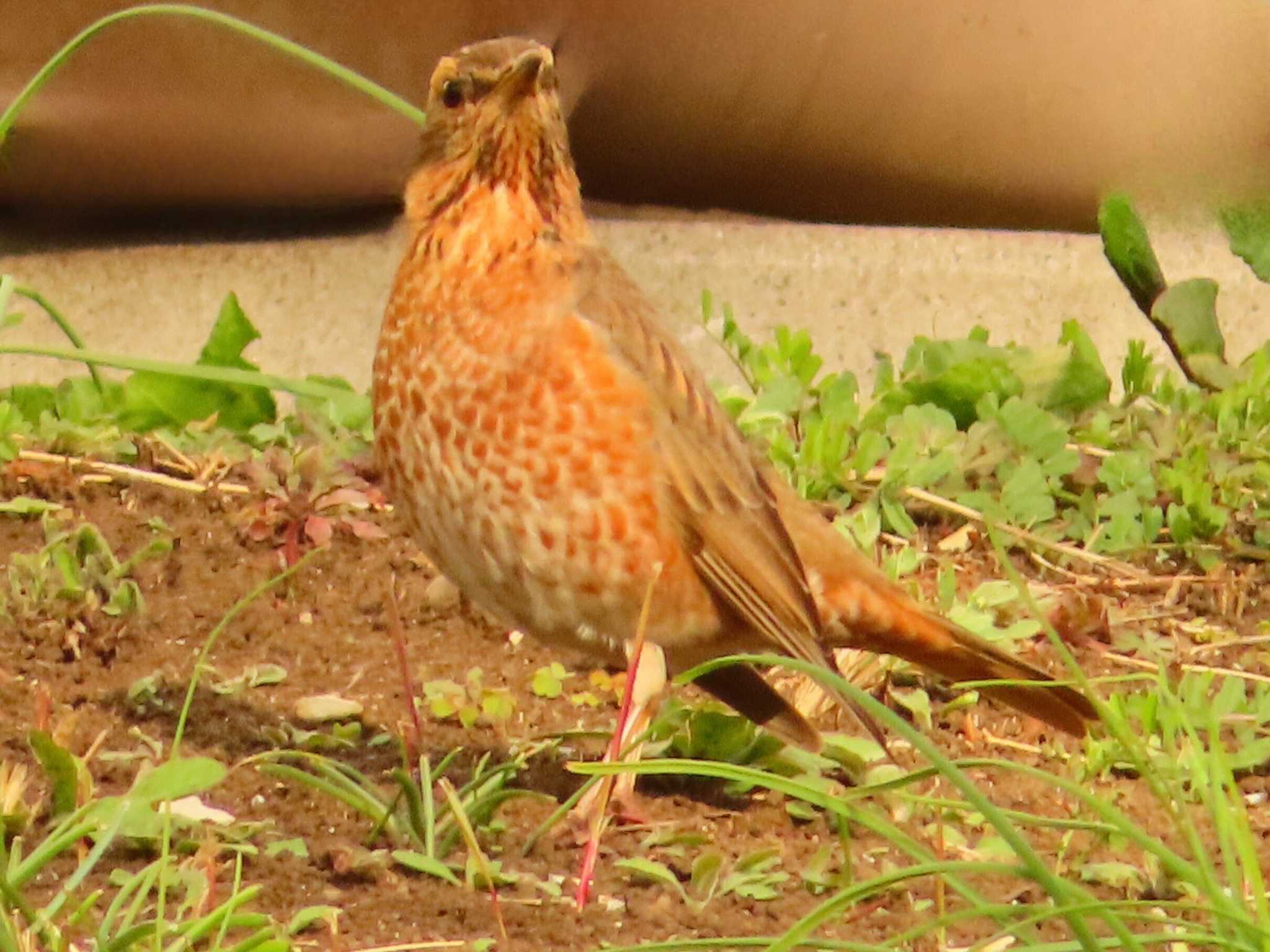 ハチジョウツグミ