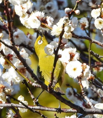 Warbling White-eye Unknown Spots Mon, 2/12/2024