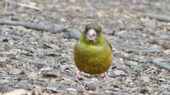 Grey-capped Greenfinch Nara Park Fri, 3/15/2024