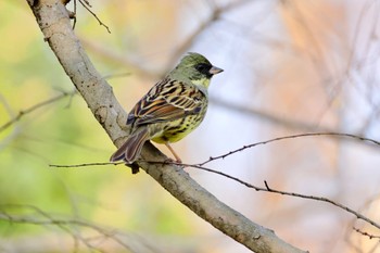 Masked Bunting 大野極楽寺公園 Sat, 3/16/2024