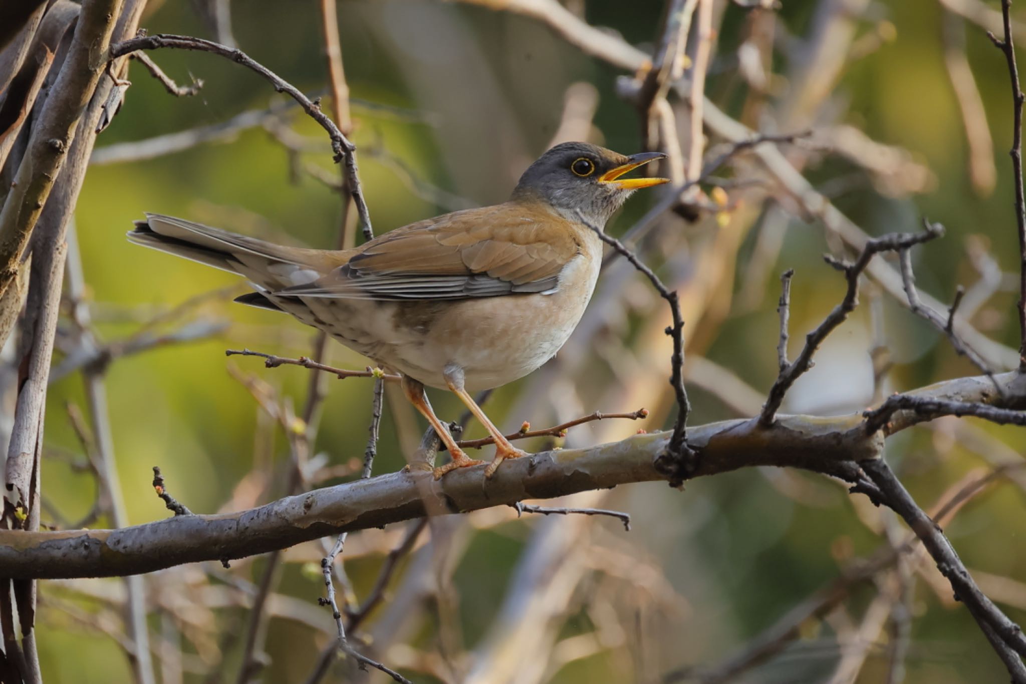 Photo of Pale Thrush at 大野極楽寺公園 by トシさん