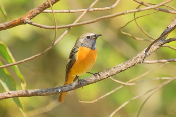 Daurian Redstart 国営木曽三川公園138タワーパーク Sat, 3/16/2024