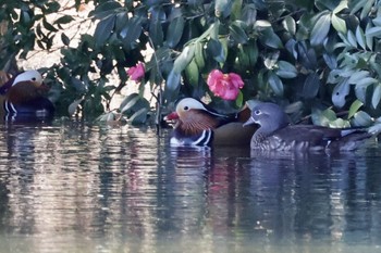 Mandarin Duck Shinjuku Gyoen National Garden Sun, 3/3/2024