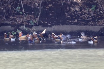 Mandarin Duck Shinjuku Gyoen National Garden Sun, 3/3/2024