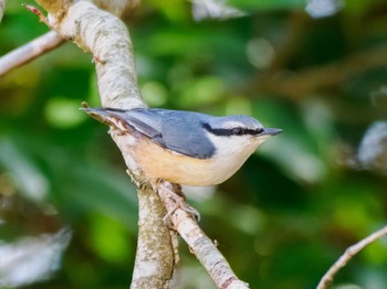 Eurasian Nuthatch 南阿蘇ビジターセンター Sat, 3/16/2024