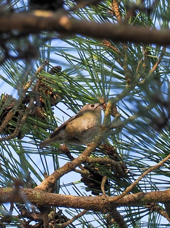 Goldcrest 再度公園 Sat, 3/16/2024