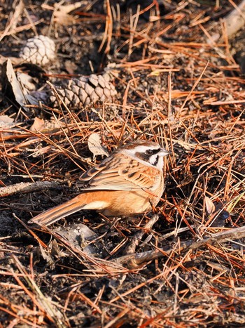 Meadow Bunting 再度公園 Sat, 3/16/2024