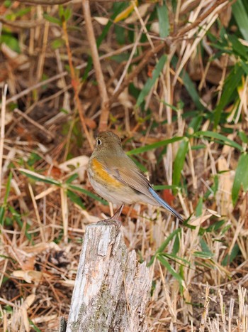 Red-flanked Bluetail 再度公園 Sat, 3/16/2024