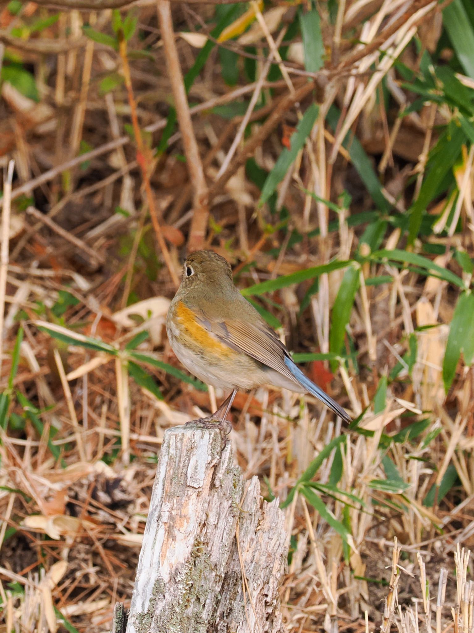Photo of Red-flanked Bluetail at 再度公園 by daffy@お散歩探鳥＆遠征探鳥♪