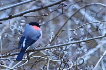 ウソ 早戸川林道 2024年3月11日(月)