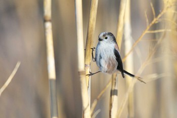 Long-tailed Tit Teganuma Sun, 3/10/2024