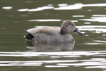 Gadwall Akashi Park Sun, 2/4/2024