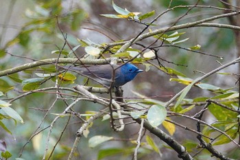 クロエリヒタキ 台中都会公園(台湾) 2024年1月29日(月)