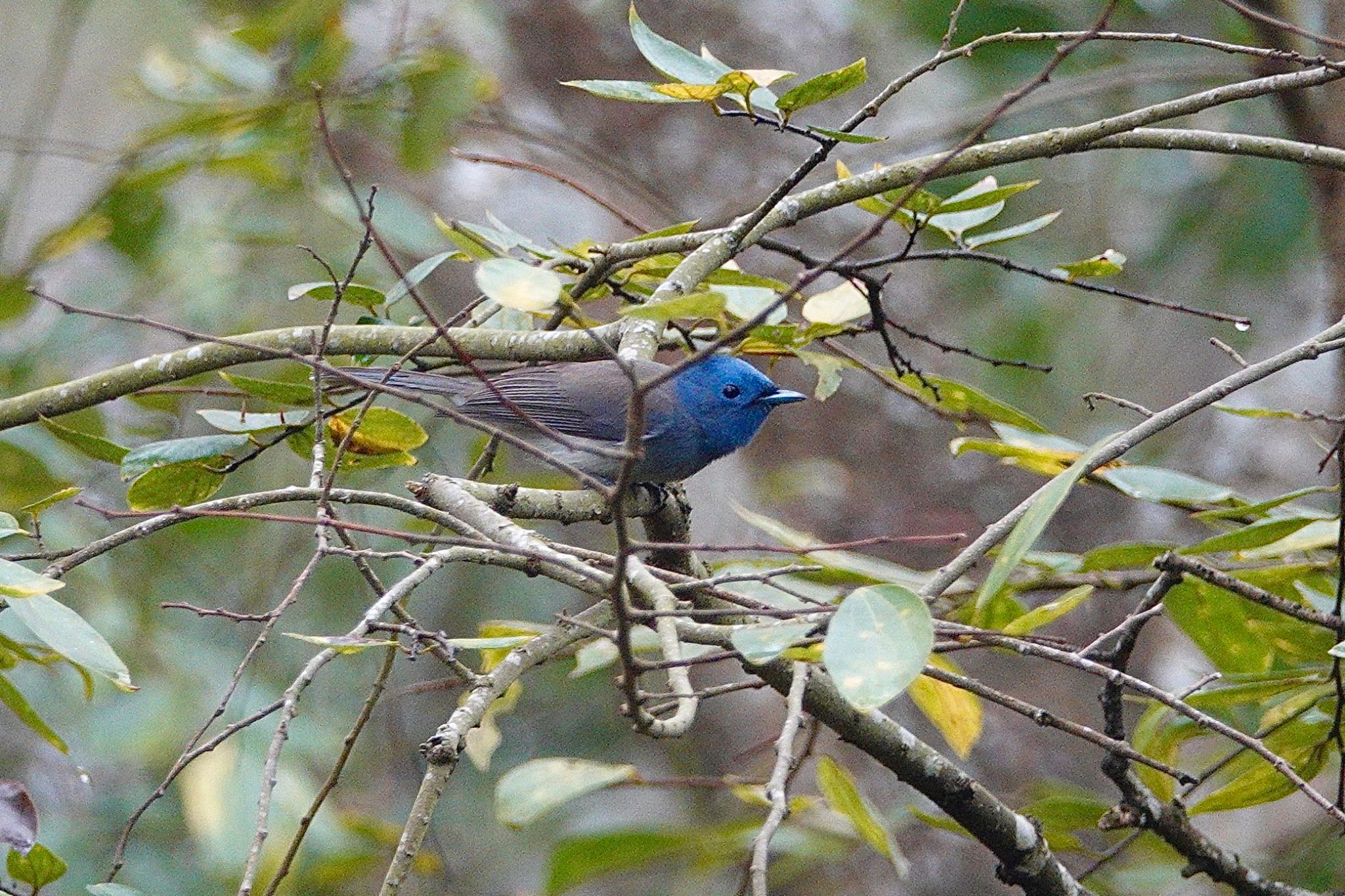 台中都会公園(台湾) クロエリヒタキの写真 by のどか