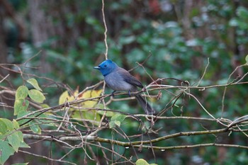 クロエリヒタキ 台中都会公園(台湾) 2024年1月29日(月)