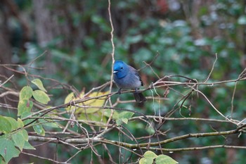 クロエリヒタキ 台中都会公園(台湾) 2024年1月29日(月)