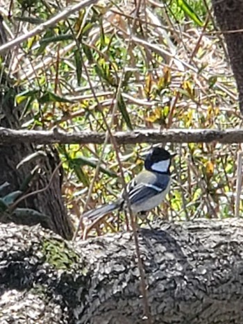 Japanese Tit Teganuma Sat, 3/16/2024