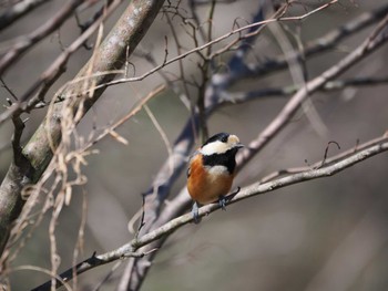 Varied Tit Kitamoto Nature Observation Park Sun, 3/10/2024