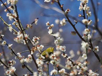 Warbling White-eye Kitamoto Nature Observation Park Sun, 3/10/2024