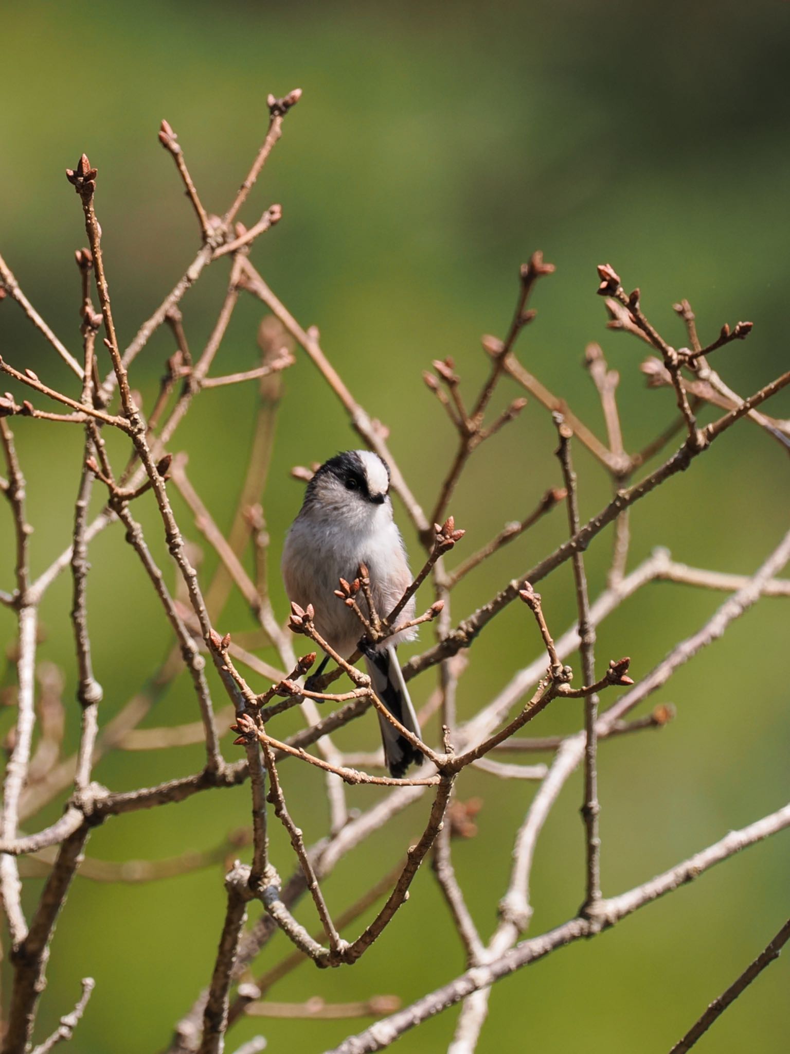 Photo of Long-tailed Tit at 再度公園 by daffy@お散歩探鳥＆遠征探鳥♪