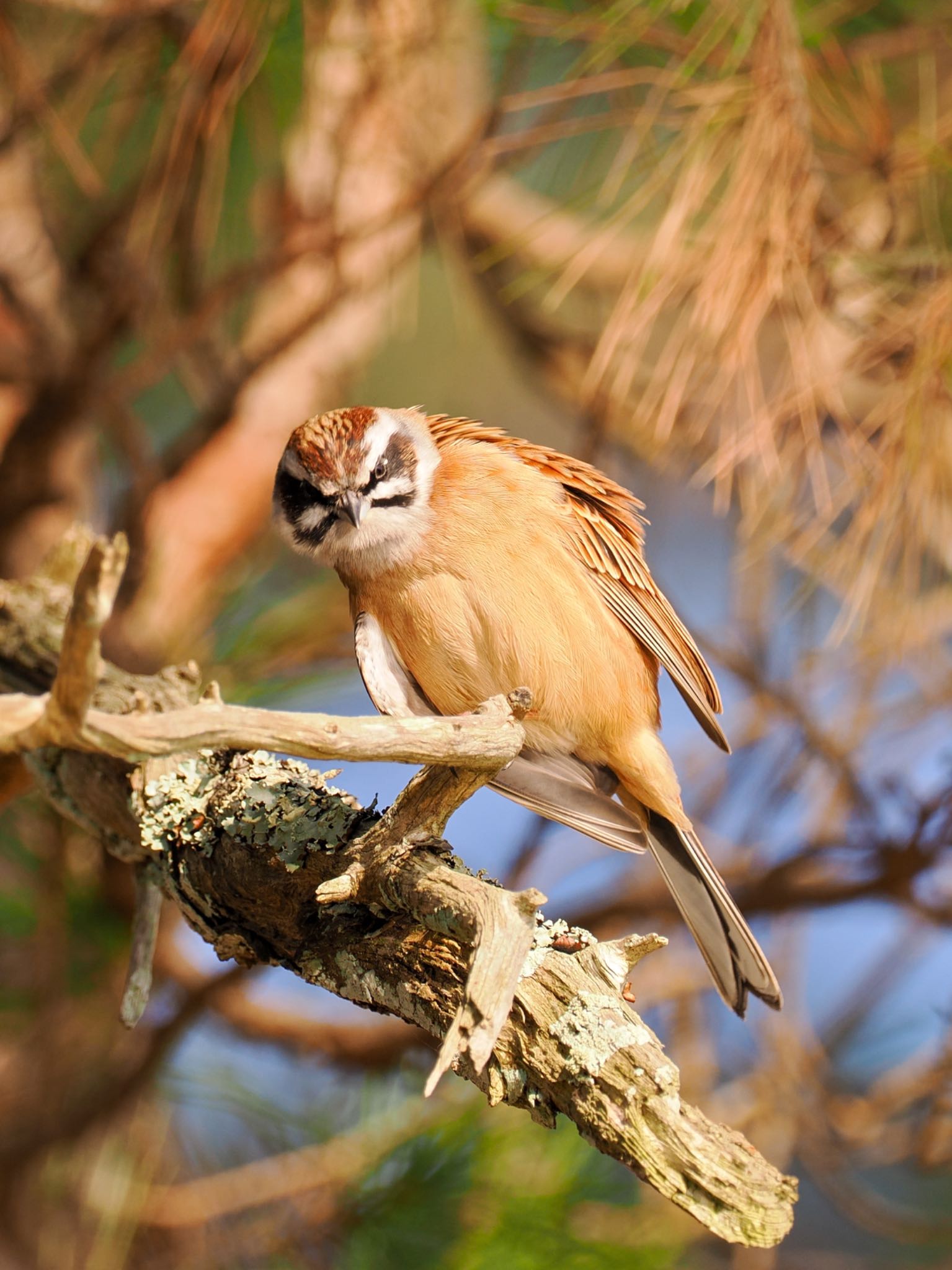 Photo of Meadow Bunting at 再度公園 by daffy@お散歩探鳥＆遠征探鳥♪