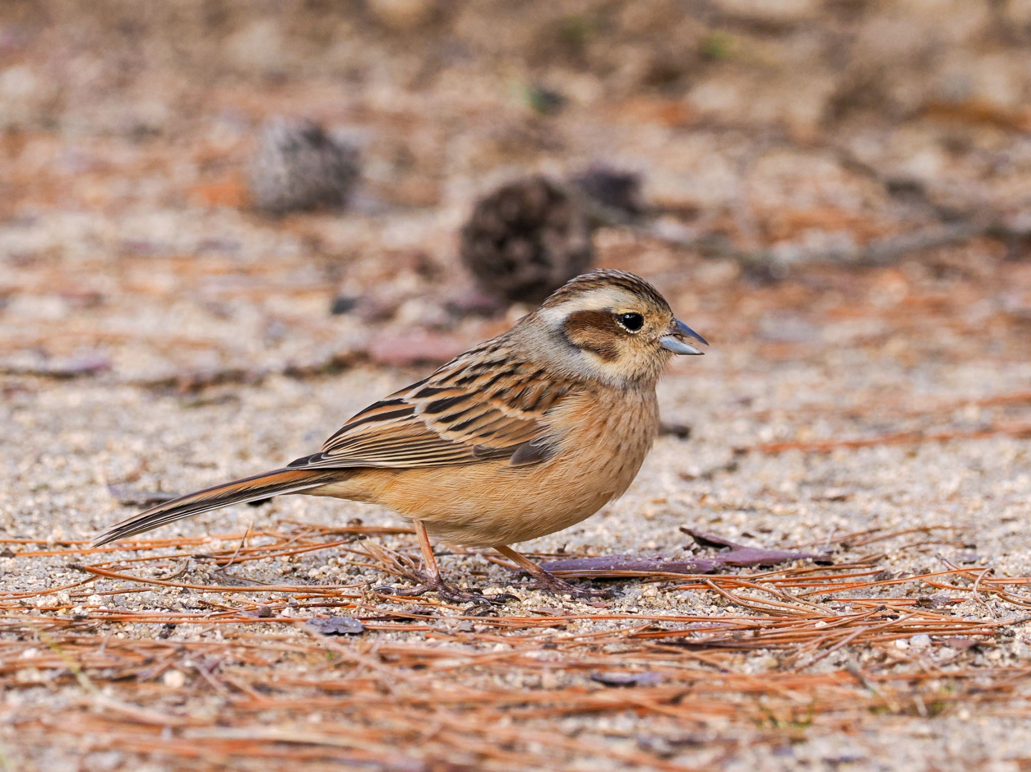 Photo of Meadow Bunting at 再度公園 by daffy@お散歩探鳥＆遠征探鳥♪