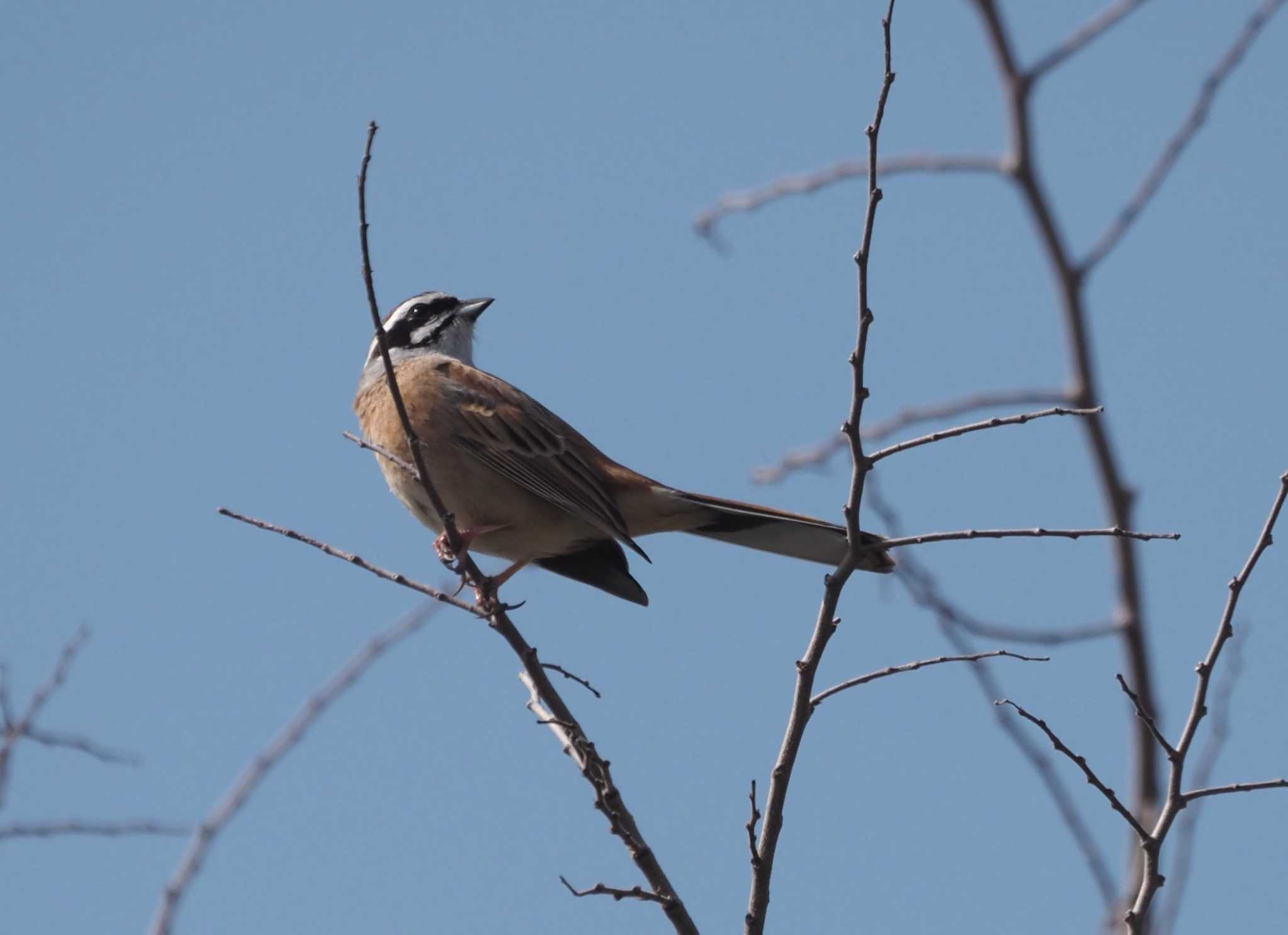 Photo of Meadow Bunting at 淀川河川公園 by マル