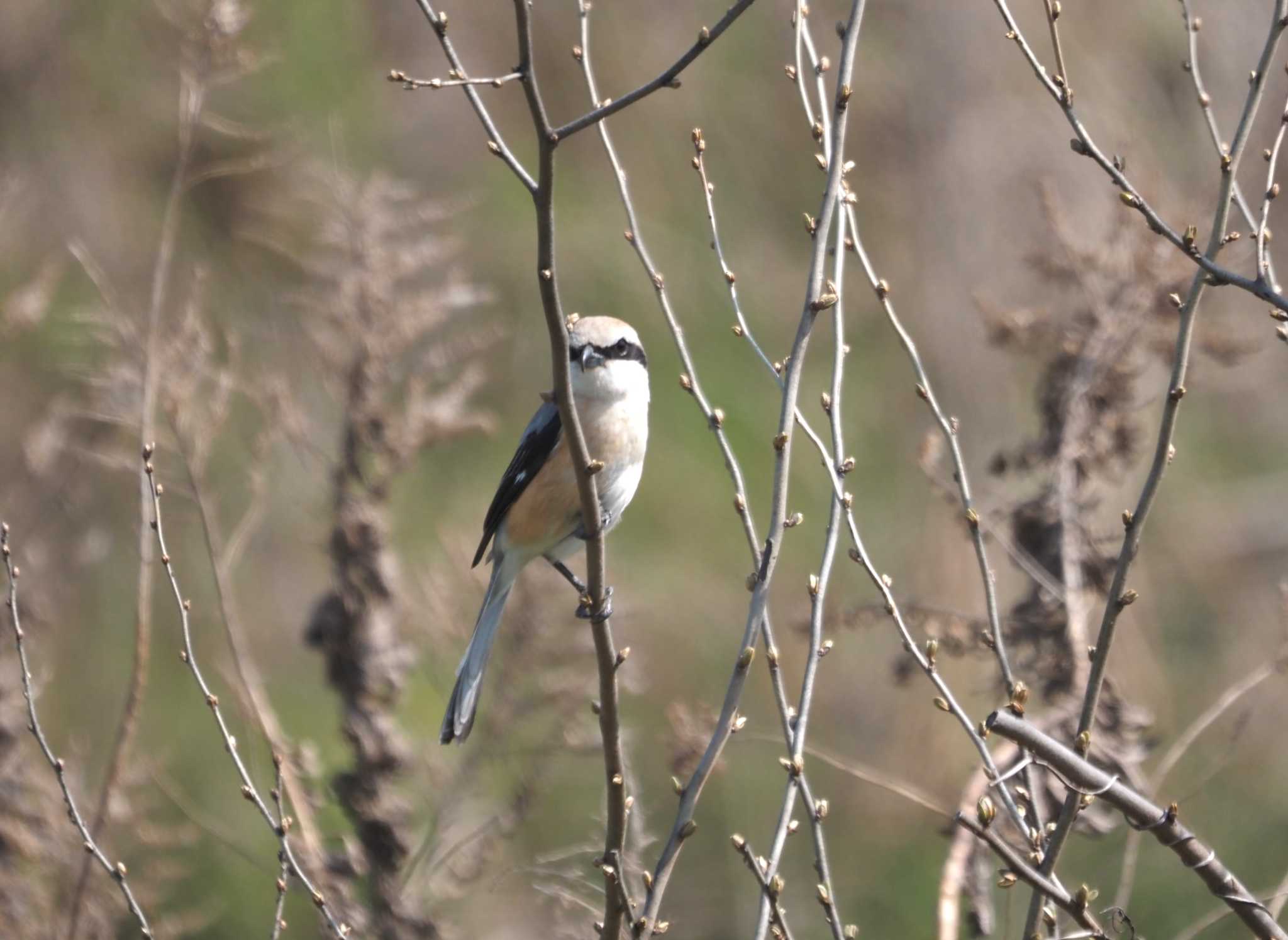 Photo of Bull-headed Shrike at 淀川河川公園 by マル