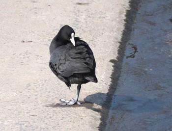 Eurasian Coot 淀川河川公園 Sat, 3/16/2024