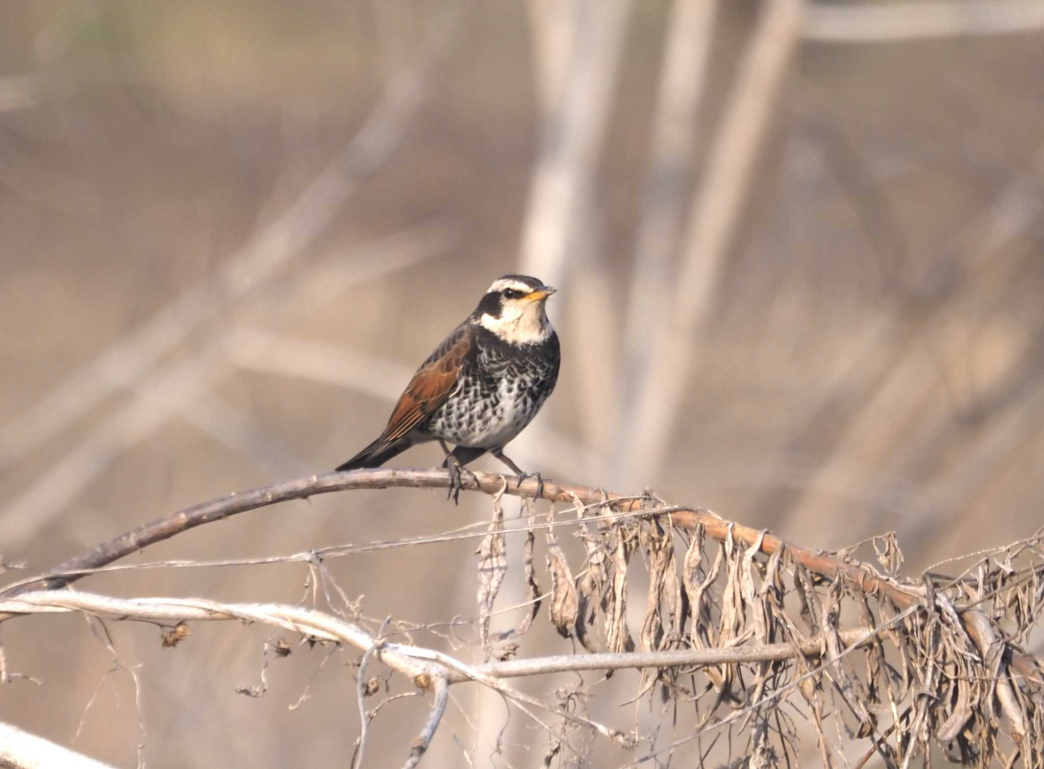 Photo of Meadow Bunting at 鵜殿 by マル