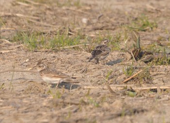 Eurasian Skylark 鵜殿 Sat, 3/16/2024