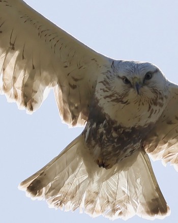 Rough-legged Buzzard 利根川 Sat, 3/16/2024