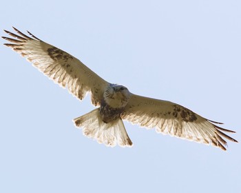 Rough-legged Buzzard 利根川 Sat, 3/16/2024