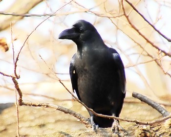 ハシブトガラス 大仙公園 2024年3月14日(木)