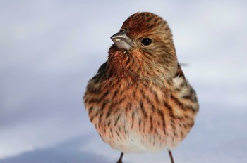 Pallas's Rosefinch Saitama Prefecture Forest Park Thu, 3/7/2024