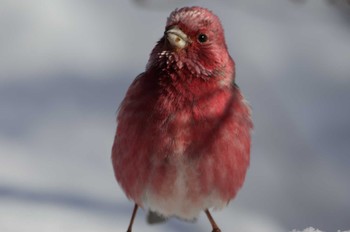 Pallas's Rosefinch Saitama Prefecture Forest Park Thu, 3/7/2024